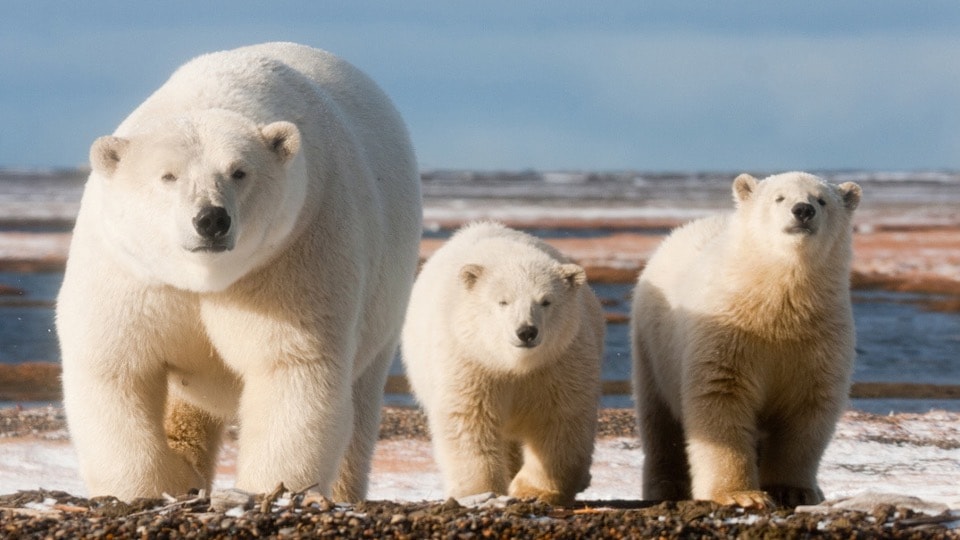 Polar bears on the Alaska coast viewed from the air