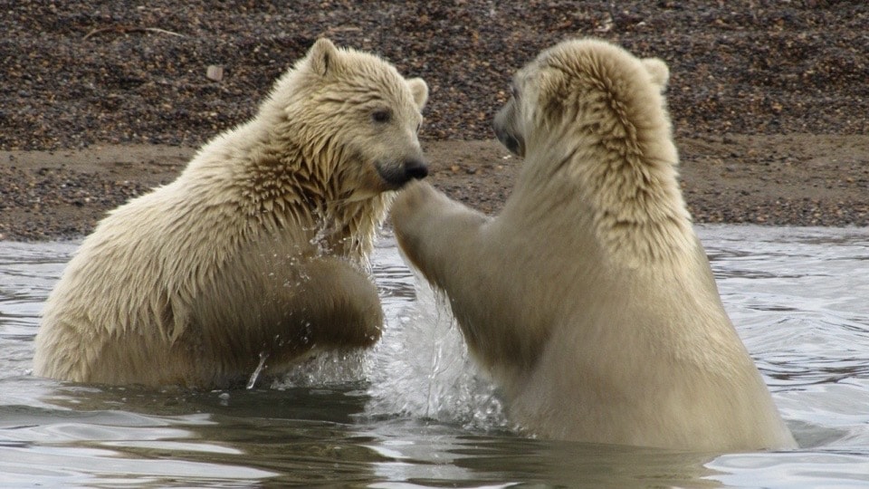 Two polar bear cubs playing in the water along the Alaska coast